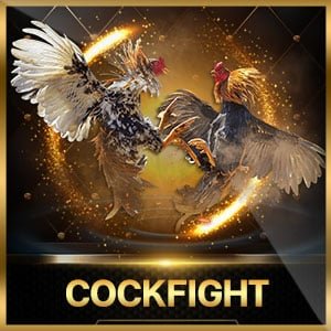 cockfight swnbet